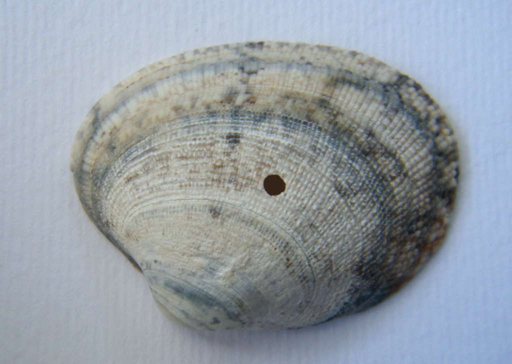 Bivalve 4 = Tapes (Ruditapes) decussatus (Linn, 1758)